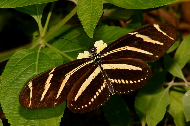 Zebra Longwing1 Van Saun Park